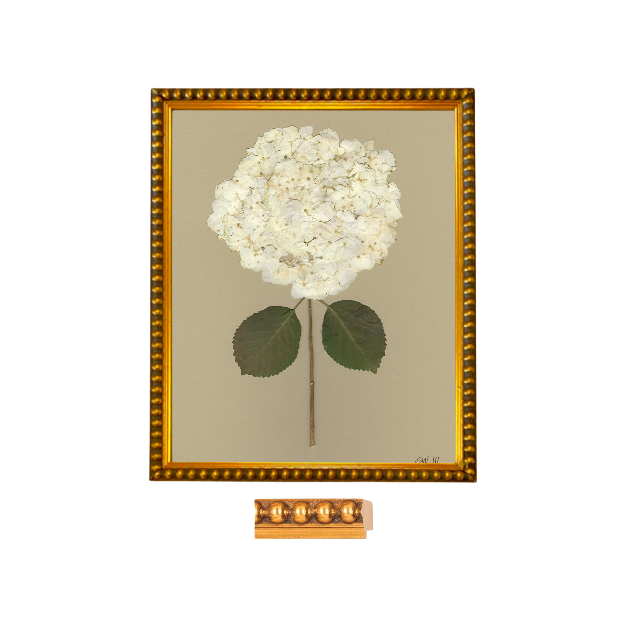 HydrangeaIIGoldFrame_2048x.png